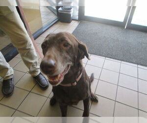 Labrador Retriever-Unknown Mix Dogs for adoption in Ocala, FL, USA