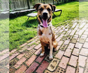 Bullboxer Pit Dogs for adoption in Princeton, MN, USA