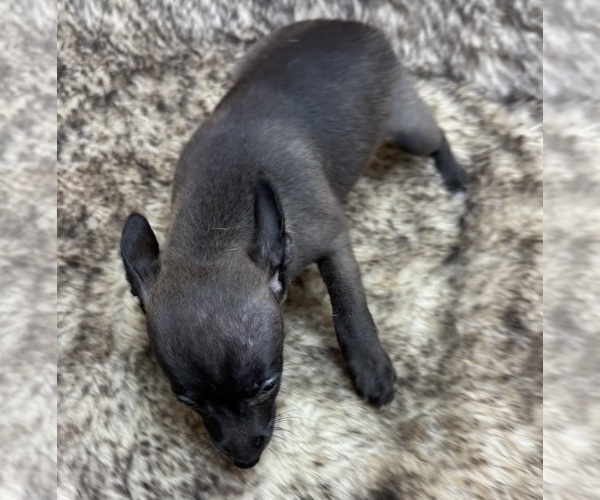 Medium Photo #4 Rat Terrier Puppy For Sale in WHITAKERS, NC, USA