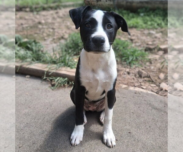 Medium Photo #2 Mutt Puppy For Sale in Vail, AZ, USA