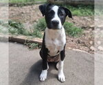 Small #1 Mutt