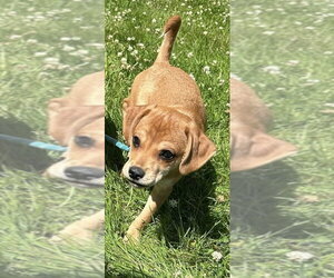 Bella (AL) - Female Beagle-Unknown Mix Dog for Adoption - Photo #8