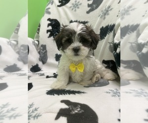 Mal-Shi Puppy for sale in RANDOLPH, MA, USA