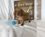 Duke - Male Dachshund Puppy for Sale - Photo #3