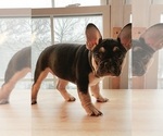 Small Photo #11 French Bulldog Puppy For Sale in MANHATTAN, NY, USA
