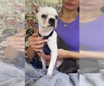 Small #3 Boston Terrier