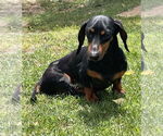 Small #5 Dachshund