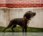 Small #9 Labrador Retriever Mix