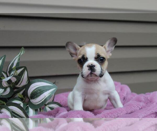 Medium Photo #5 French Bulldog Puppy For Sale in LIBERTY, KY, USA