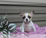 Small Photo #6 French Bulldog Puppy For Sale in LIBERTY, KY, USA