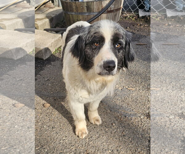 Medium Photo #1 Mutt Puppy For Sale in Bloomingdale, NJ, USA