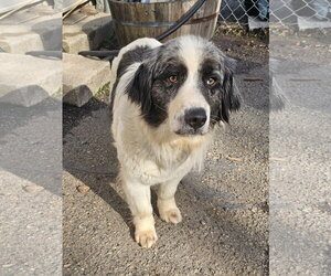 Mutt Dogs for adoption in Bloomingdale, NJ, USA