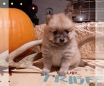 Small Photo #3 Pomeranian Puppy For Sale in CARTHAGE, TX, USA