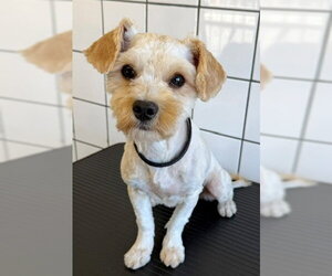 Mutt Dogs for adoption in Downey, CA, USA