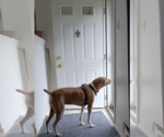 Small #2 Mutt