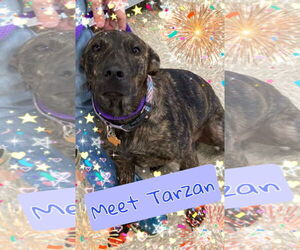tarzan - Male Labrador Retriever-Unknown Mix Dog for Adoption - Photo #2