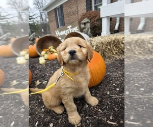 Goldendoodle Puppy for Sale in HARTFORD, Connecticut USA