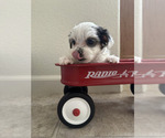 Small #1 Yorkshire Terrier