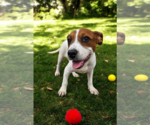 Small #13 Basenji-Rat Terrier Mix