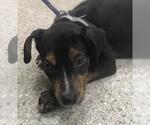 Small Plott Hound Mix