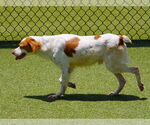 Small #5 Brittany Mix