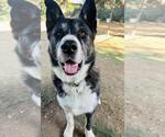 Small #2 Akita-Siberian Husky Mix