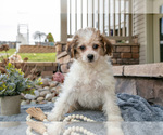 Small Photo #7 Bichpoo Puppy For Sale in MILLERSBURG, OH, USA