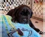 Small Photo #2 Cane Corso Puppy For Sale in INDIANAPOLIS, IN, USA