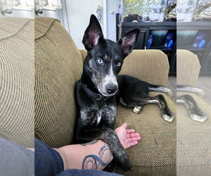 Mutt Dogs for adoption in Shelburne, VT, USA