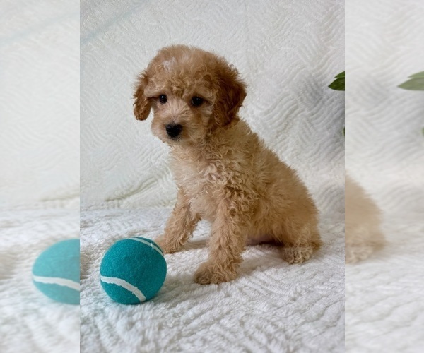 Medium Photo #3 Cock-A-Poo Puppy For Sale in GREENFIELD, IN, USA