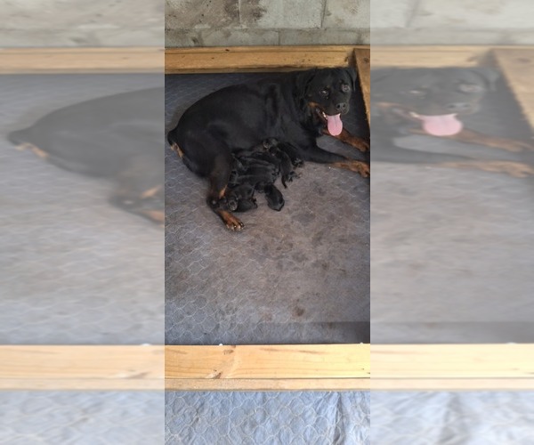 Medium Photo #1 Rottweiler Puppy For Sale in LAKELAND, FL, USA