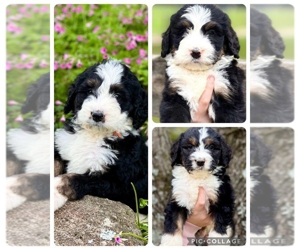 Medium Photo #2 Bernedoodle Puppy For Sale in SOCIAL CIRCLE, GA, USA