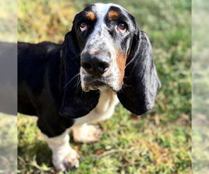 Basset Hound Dogs for adoption in Deepwater, NJ, USA