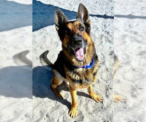 German Shepherd Dog Dogs for adoption in Fort Lauderdale, FL, USA