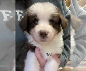 Border Collie Puppy for sale in MERIDIAN, ID, USA