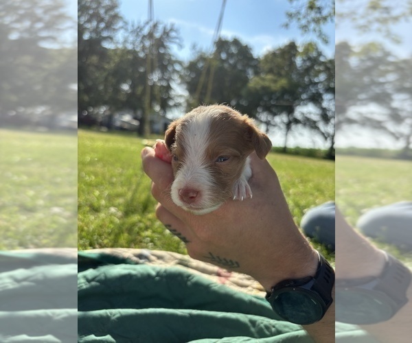 Medium Photo #19 Brittany Puppy For Sale in FISHER, IL, USA