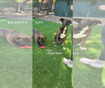 Small Photo #5 Holland Shepherd-Plott Hound Mix Puppy For Sale in Woodland Hills, CA, USA