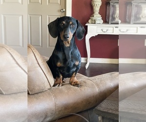 Father of the Dachshund-Labrador Retriever Mix puppies born on 05/31/2025