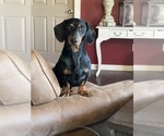 Small Photo #1 Dachshund-Labrador Retriever Mix Puppy For Sale in MADRAS, OR, USA