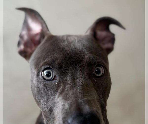 Medium Photo #1 American Pit Bull Terrier Puppy For Sale in Texas City, TX, USA