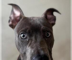 American Pit Bull Terrier Dogs for adoption in Texas City, TX, USA