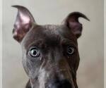 Small American Pit Bull Terrier