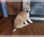 Small Photo #6 Bernedoodle-Poodle (Toy) Mix Puppy For Sale in BLACK FOREST, CO, USA