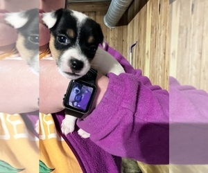 Jack Russell Terrier Puppy for sale in MEDON, TN, USA