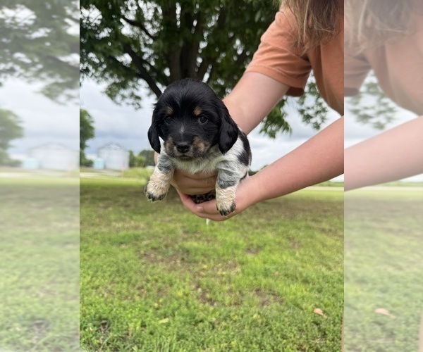 Medium Photo #7 Dachshund Puppy For Sale in ALAMO, TN, USA