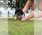 Small #6 Dachshund