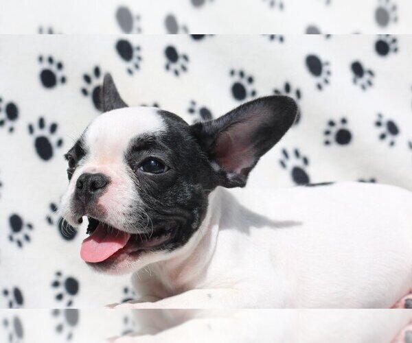 Medium Photo #1 French Bulldog Puppy For Sale in DULUTH, GA, USA