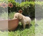 Small #9 Labradoodle