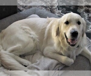 Father of the English Cream Golden Retriever puppies born on 02/14/2023