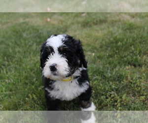 Bernedoodle Puppy for sale in LEBANON, PA, USA